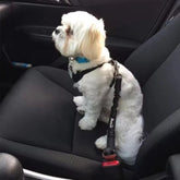 Elastic Dog Car Seat Belt — Safety Bungee Leash