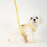 Macaron Dog Harness & Leash Set — Soft Chest Strap