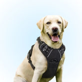 Reflective No-Pull Padded Dog Harness — Secure Control