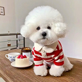 Striped Summer Polo Vest for Small/Medium Dogs