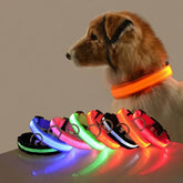 USB Rechargeable LED Dog Collar — Glow Night Safety