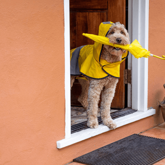Best Dog Rain Jackets: Combining Style and Protection in Wet Weather - dealskart.com.au
