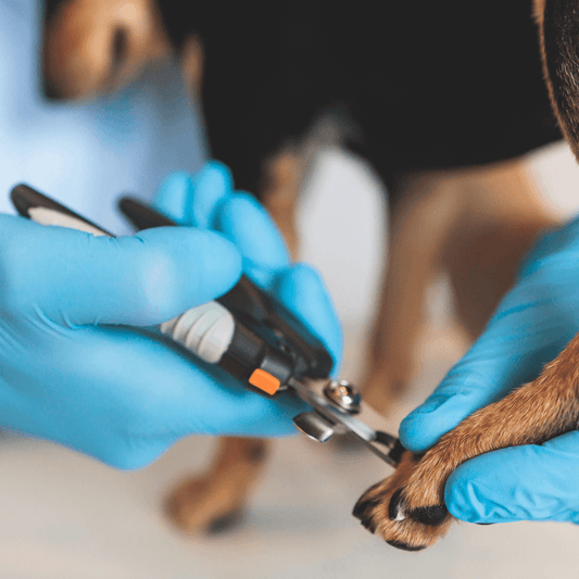 Grooming Essentials: The Ultimate Guide to Dog Nail Clippers - dealskart.com.au