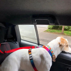 Adjustable Car Seat Belt & Dog Leash — Nylon Safety Strap