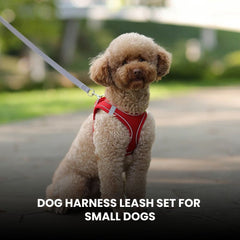 Dog Harness Leash Set for Small Dogs — Adjustable