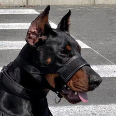 Dog Muzzle Anti-Bite - Outdoor Adjustable Cover
