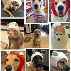 Knit Dog Ear Hood — Cozy Winter Pet Hat