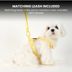 Macaron Dog Harness & Leash Set — Soft Chest Strap