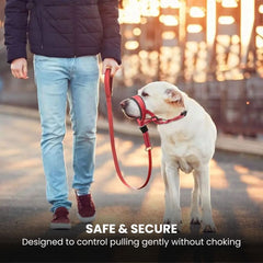 Padded No-Pull Dog Head Halter — Adjustable Control