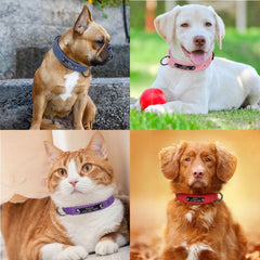 Personalized Leather Dog Collar with Nameplate