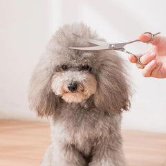 Pet Accessories- Pet’s Grooming Stainless Steel Scissors - dealskart.com.au