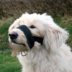 Pet Dog Padded Head Collar Gentle Halter Leash Leader Stop Pulling Training Tool - dealskart.com.au